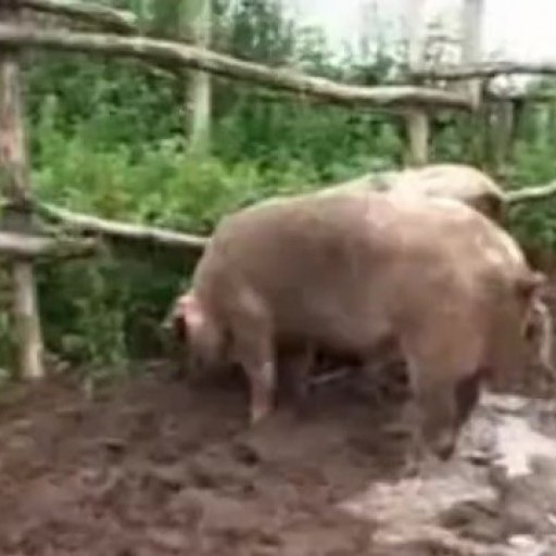 Fat pig
