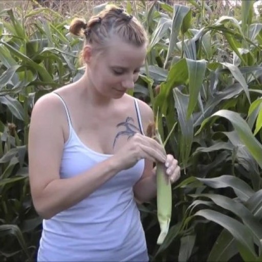 Sara besorgt es sich mit Maiskolben im Maisfeld